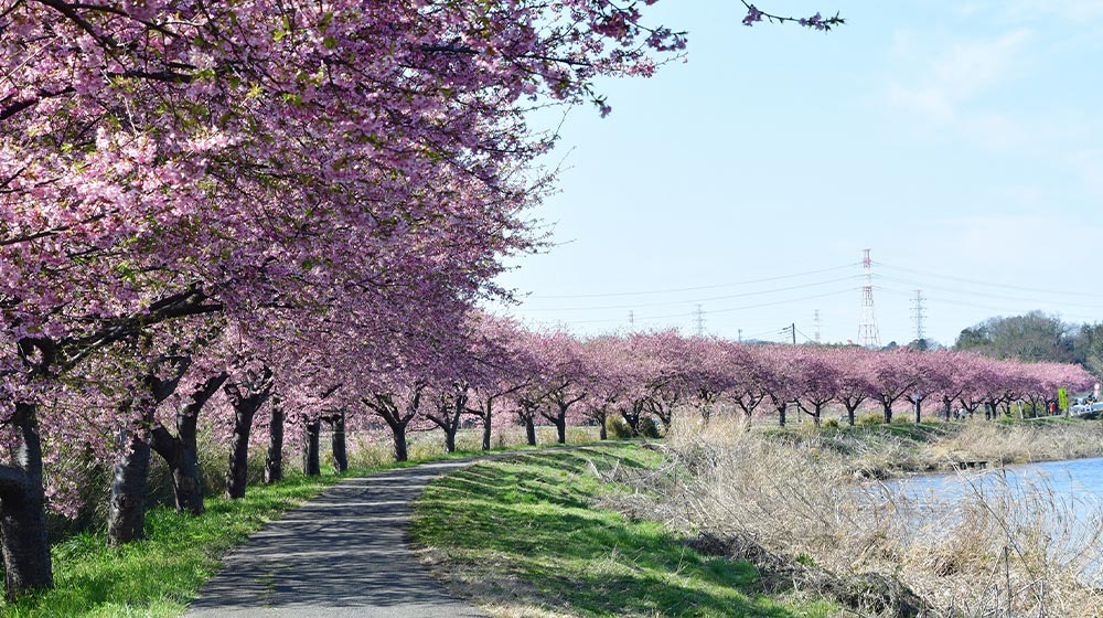 新川千本桜：イメージ