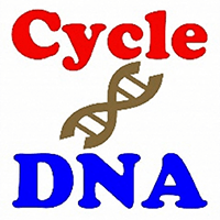 CycleDNA